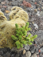 Pimelea microphylla