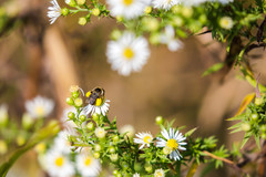 Melissodes communis communis