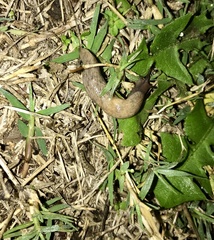 Deroceras reticulatum