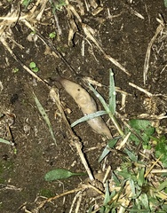 Deroceras reticulatum