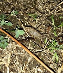 Deroceras reticulatum