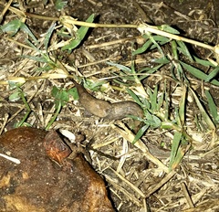 Deroceras reticulatum