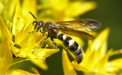 Xanthocampsomeris completa