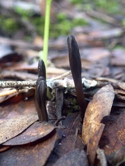 Geoglossum umbratile