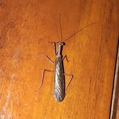 Musoniella
