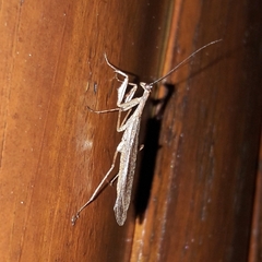 Musoniella