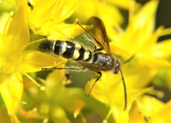 Xanthocampsomeris completa