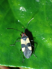 Dysdercus lunulatus image