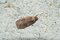 Agonopterix clemensella