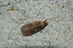 Agonopterix clemensella