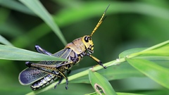 Taeniopoda picticornis