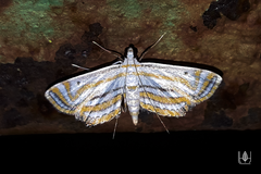 Parapoynx villidalis
