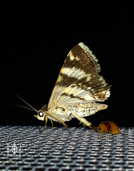 Grammodes pulcherrima