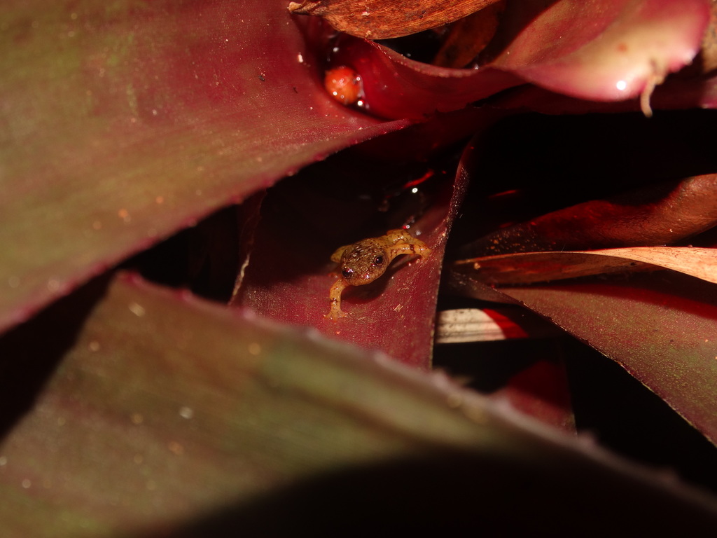 Izecksohn's Bromeliad Frog
