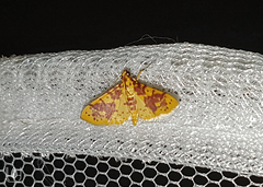 Conogethes haemactalis
