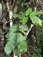Cupania