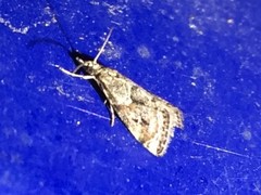 Microchilo inexpectellus