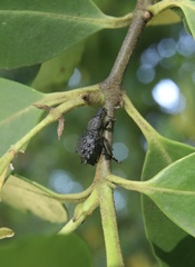 Megalometis spinifer