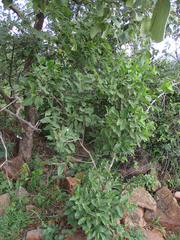Vangueria