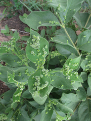 Vangueria