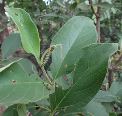 Vangueria
