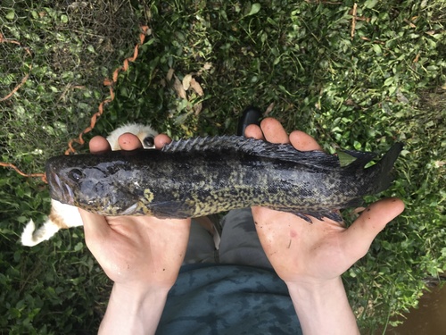 Blackfish (Gadopsis marmoratus) — Percichthyidae — 3