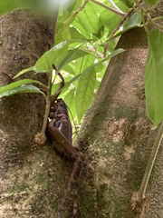 Deinacrida heteracantha