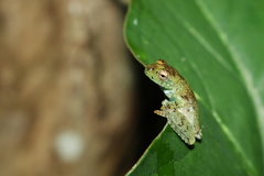 Itapotihyla langsdorffii