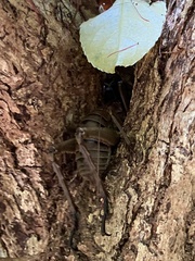 Deinacrida heteracantha