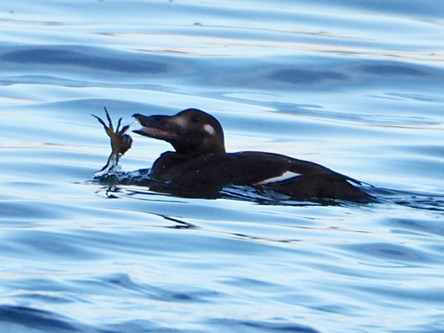 White-winged Scoter, photo 8 of 9