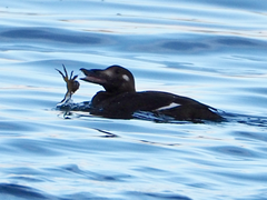 White-Winged Scoter photo 5