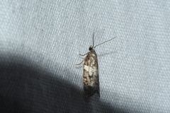 Acleris variana