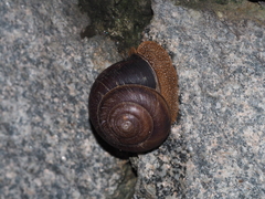 Nesiohelix yeni