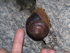 Nesiohelix yeni