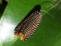 Cerace xanthocosma