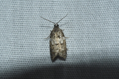 Acleris variana