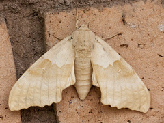 Pachysphinx occidentalis