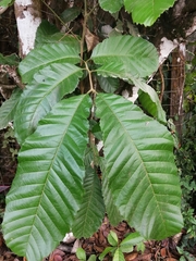 Cupania
