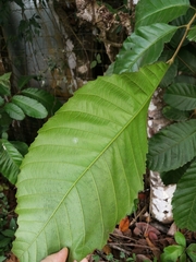 Cupania