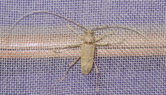 Susuacanga stigmatica