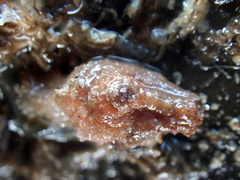 Stolidobranchia
