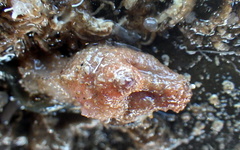 Stolidobranchia