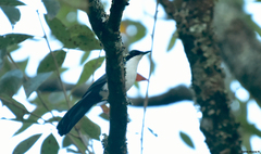 Melanotis hypoleucus