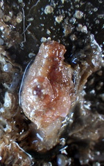 Stolidobranchia