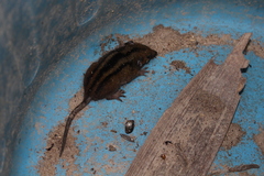 Monodelphis americana