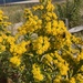 Northern Seaside Goldenrod - Photo (c) kylecnj, some rights reserved (CC BY-NC)
