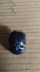 Geotrupes blackburnii