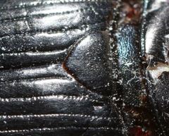 Geotrupes blackburnii