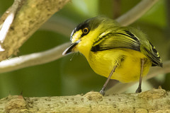 Todirostrum poliocephalum