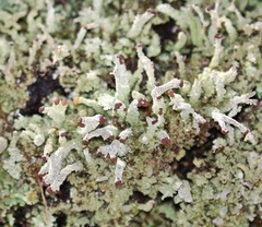 Cladonia subcariosa